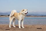 AKITA INU 165